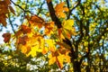 Maple leafs in a woodland with sunshine shining through the leafs