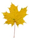 Maple leave Royalty Free Stock Photo