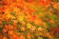 Maple leave in autumn Royalty Free Stock Photo