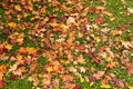 Maple leave on ground Royalty Free Stock Photo