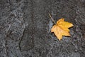 Maple leave on wet road, top view Royalty Free Stock Photo