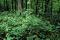 Maple-leaved Viburnum  58160 Royalty Free Stock Photo