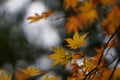 Coloured autumn leaves in the arboretum Royalty Free Stock Photo