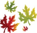 Maple leaves