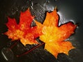 Maple Leaves Royalty Free Stock Photo