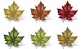 Maple Leaves