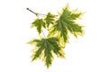 Maple leaves Acer platanoides Drummondii on a white background