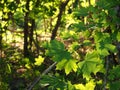 Maple leaves in the afternoon sunshine Royalty Free Stock Photo