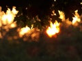 Maple Leaves against a blurred Sunset background