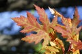Maple leaves in automn