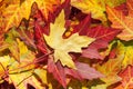 Maple leaves in autumn, Acer platanoides