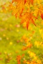 Maple leaves in autumn on green moss background