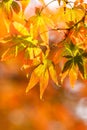 The maple leaves of autumn Royalty Free Stock Photo