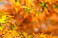 The maple leaves of autumn Royalty Free Stock Photo