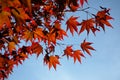 Maple leaves in autumn