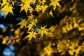 Maple leaves in autumn Royalty Free Stock Photo