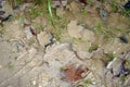 Maple leaves in autumn in a puddle of rain water covered with mud.