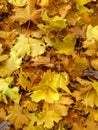 Maple leaves in the autumn