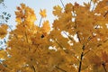 Maple leaves in autumn Royalty Free Stock Photo