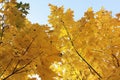 Maple leaves in autumn Royalty Free Stock Photo