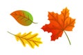 Maple Leaves Autumnal Symbols Icons Set Vector