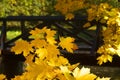 Maple leaves at autumnal time Royalty Free Stock Photo