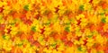 Maple leaves background. Fall banner. Autumn red yellow leaf Royalty Free Stock Photo