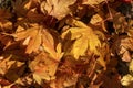 Maple leaves background in golden autumn fall colour