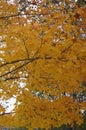 Maple leaves in a beautiful shade of yellow