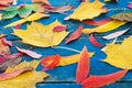 Colorful autumn leaves on blue scuffed boards.