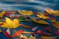 ÃÂ¡olorful autumn leaves on blue scuffed boards.