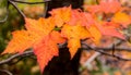 Maple leaves with a blurry background of the forest Royalty Free Stock Photo