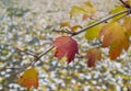 Maple leaves on a branch in an autumn park