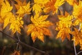 Yellow autumn maple leaves illuminated by the sun Royalty Free Stock Photo