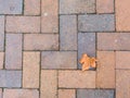 Maple leaves on a brick path patterned Royalty Free Stock Photo