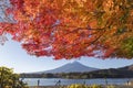 Maple leaves change to autumn color at Mt.Fuji, Japan Royalty Free Stock Photo