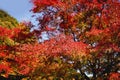 Maple leaves changing color, Autumn seasons at Tokyo in Japan Royalty Free Stock Photo