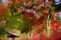 Maple leaves changing color, Autumn seasons at Tokyo in Japan Royalty Free Stock Photo