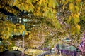 Maple leaves changing color, Autumn seasons at Tokyo in Japan Royalty Free Stock Photo