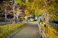 Maple leaves changing color, Autumn seasons at Tokyo in Japan Royalty Free Stock Photo