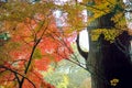 Maple leaves changing color, Autumn seasons at Tokyo in Japan Royalty Free Stock Photo