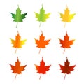 Maple leaves changing color