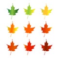 Maple leaves changing color Royalty Free Stock Photo