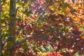 Maple leaves changing resplendent colors in the fall. Royalty Free Stock Photo