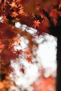 Maple leaves and Chinese Ancient Architectural Royalty Free Stock Photo