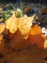 Autumn fallen leaves, maple leaves macro, fall Royalty Free Stock Photo