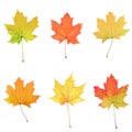 Maple leaves collage Royalty Free Stock Photo