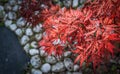 Maple leaves dark red color called momijis white pebble Royalty Free Stock Photo