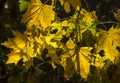 Maple leaves are distinguished by their yellowness. Royalty Free Stock Photo