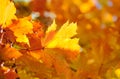Maple leaves on fall colored background Royalty Free Stock Photo